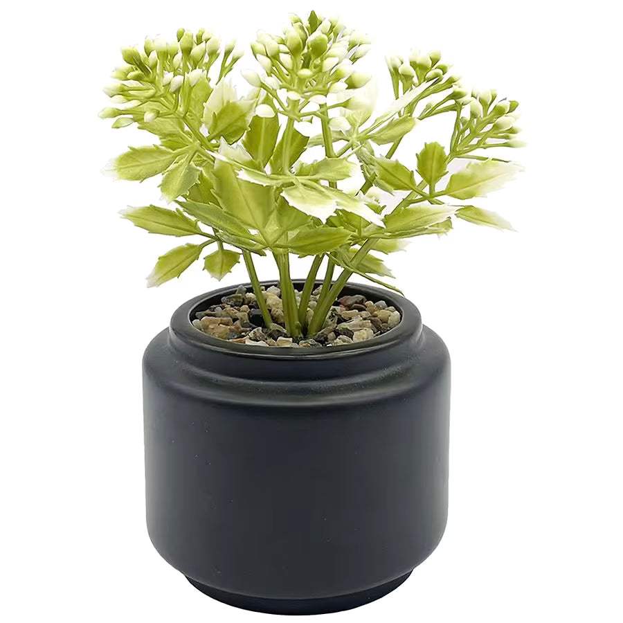 Mini Succulent Plant Black Ceramic