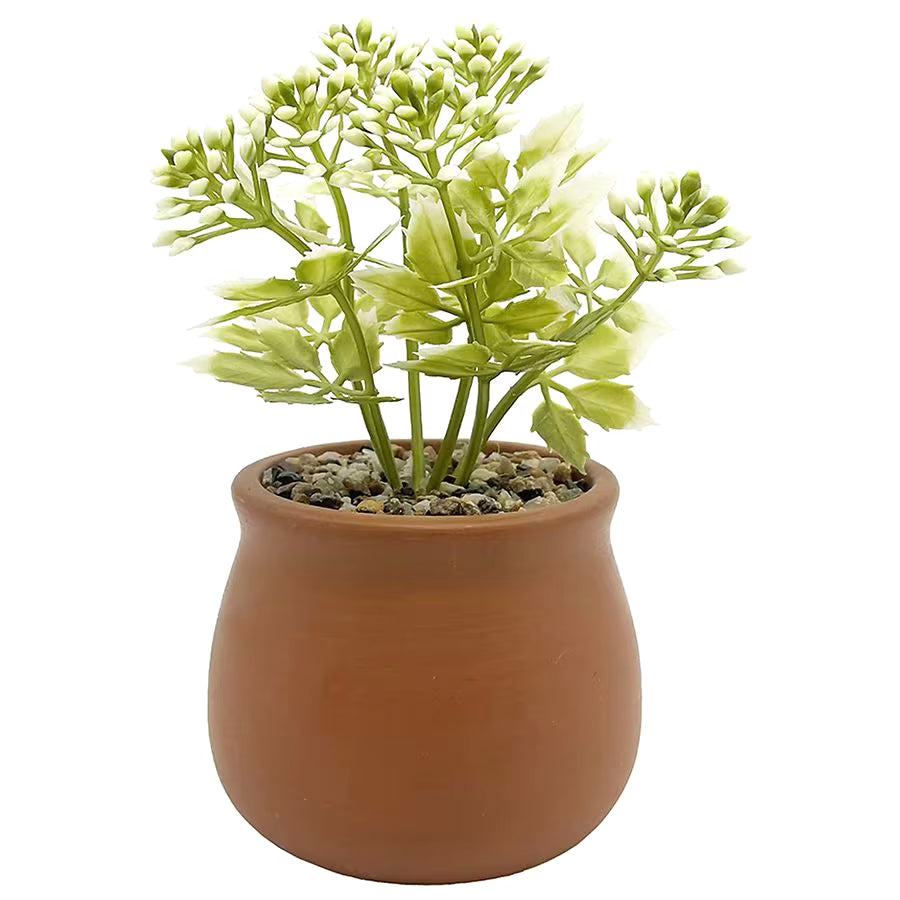 Mini Succulent Plant Terracotta